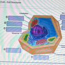 Bioflix activity tour of a plant cell