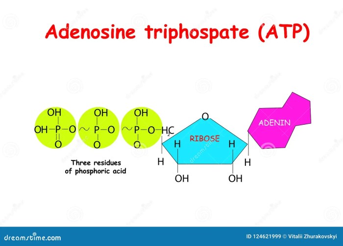 Visual reading tool adenosine triphosphate