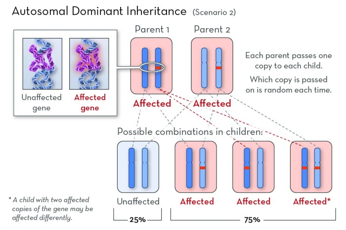 Show inheritance pedigrees three below has autosomal conditions been rare separate families different solved help transcribed problem text